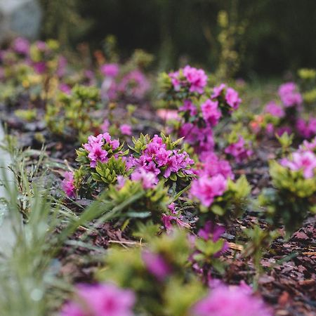 Domki Na Gorniej Lace - Domek Slowik Lazany Exteriér fotografie